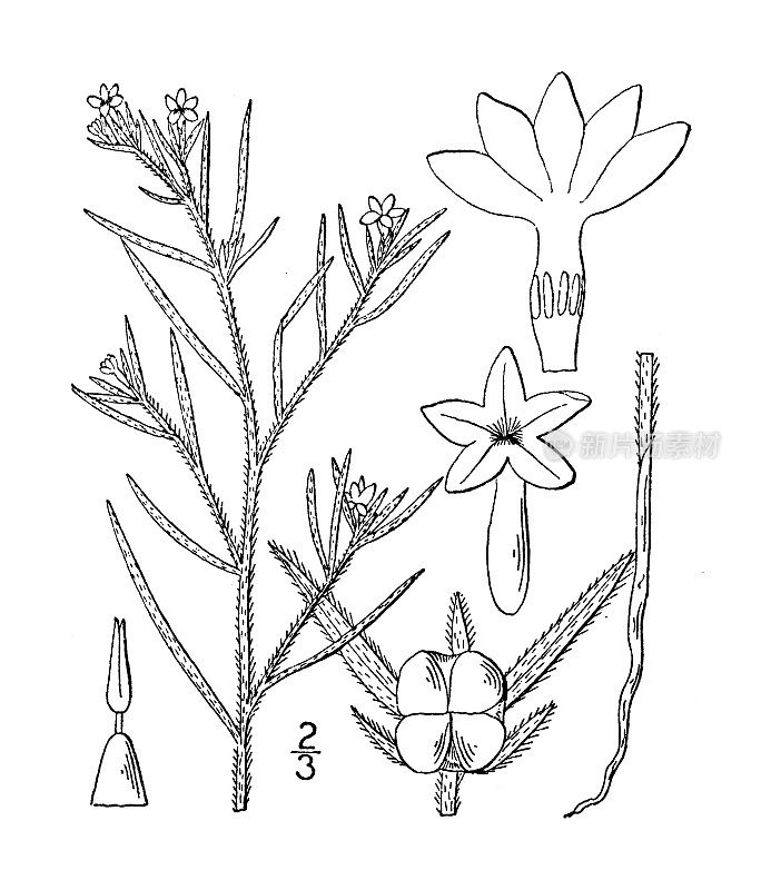 古植物学植物插图:Heliotropium tenellum，细长的Heliotrope